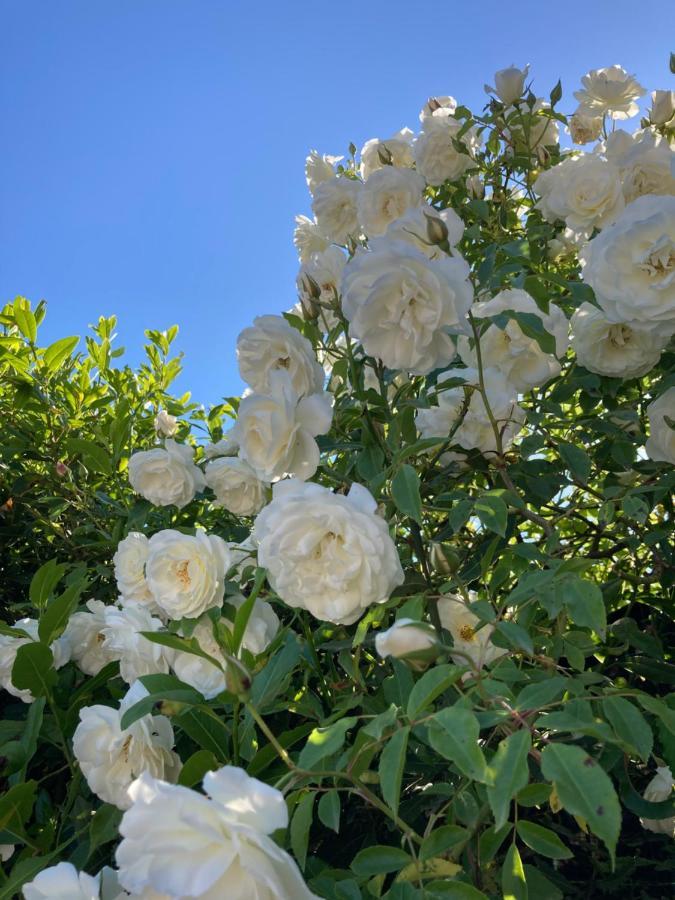 La Rosa Del Lago 布拉恰诺 外观 照片